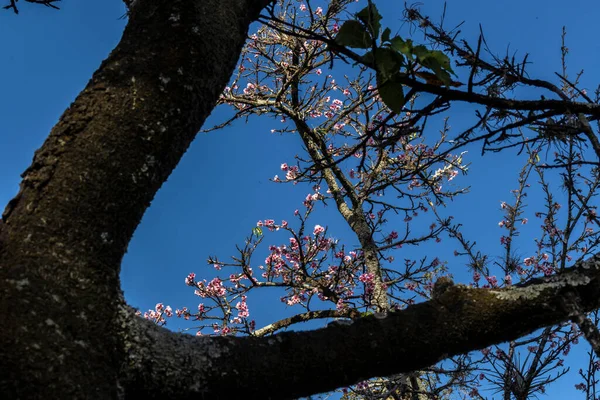 Uma Flor Cereja Também Conhecida Como Cereja Japonesa Sakura Uma — Fotografia de Stock