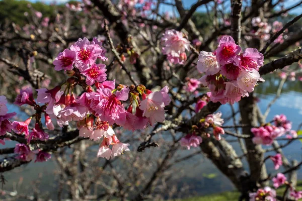 A cherry blossom, also known as the Japanese cherry or sakura, is a flower of many trees in full bloom inside an oriental garden, during winter in Brazil, with selective focus and lake background