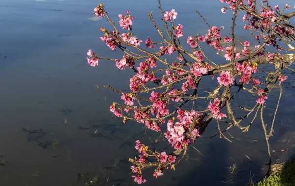 Kiraz Çiçekleri Japon Kirazı Veya Sakura Olarak Bilinir Brezilya Kış — Stok fotoğraf