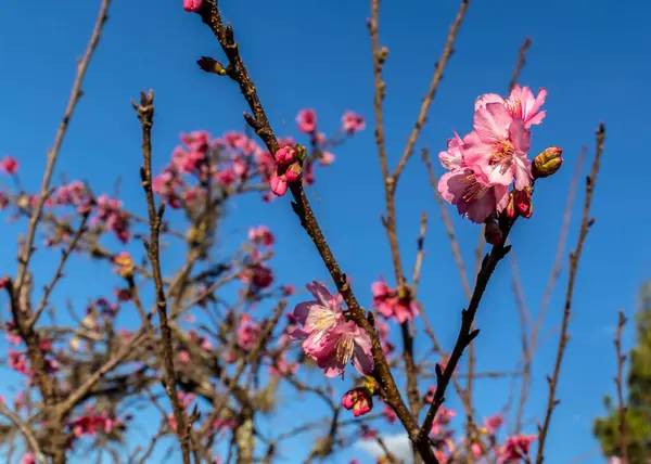 stock image A cherry blossom, also known as the Japanese cherry or sakura, is a flower of many trees in full bloom inside an oriental garden, during winter in Brazil, with selective focus