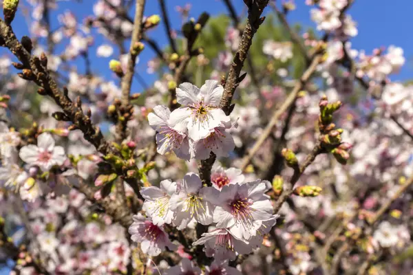 Kiraz Çiçeği Ayrıca Japon Kirazı Sakura Olarak Bilinir Brezilya Kış — Stok fotoğraf