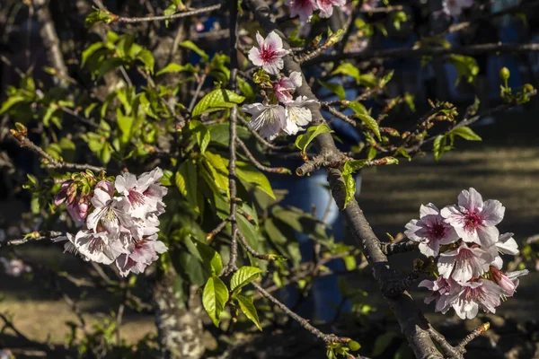 Цветок Вишни Известный Японская Вишня Сакура Цветок Многих Деревьев Полном — стоковое фото