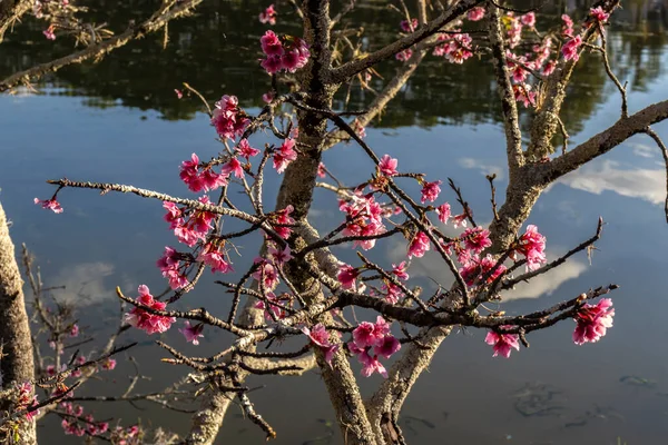 Kiraz Çiçekleri Japon Kirazı Veya Sakura Olarak Bilinir Brezilya Kış — Stok fotoğraf
