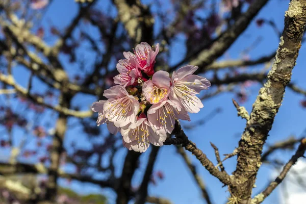 日本の桜や桜とも呼ばれる桜は ブラジルの冬の間 東洋庭園の中で満開に咲く多くの木の花で 選択的に焦点を当てています — ストック写真