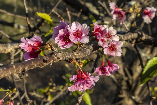 日本の桜や桜とも呼ばれる桜は ブラジルの冬の間 東洋庭園の中で満開に咲く多くの木の花で 選択的に焦点を当てています — ストック写真