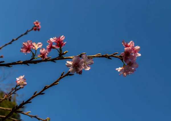 Ένα Άνθος Κερασιάς Επίσης Γνωστό Ιαπωνικό Κεράσι Sakura Είναι Ένα — Φωτογραφία Αρχείου