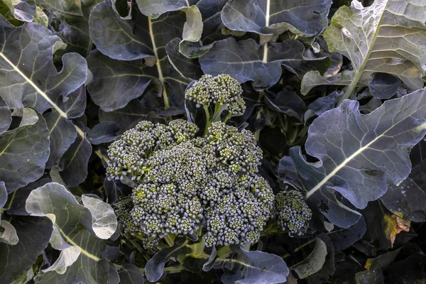 Broccoli Plant Garden Selective Focus Brazil — Stock Photo, Image