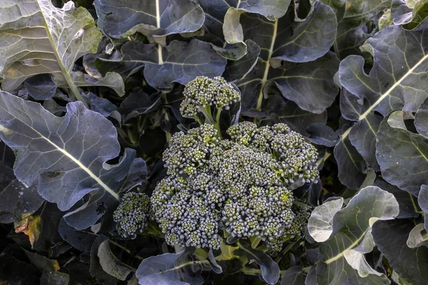 Broccoli Plant Garden Selective Focus Brazil — Stock Photo, Image