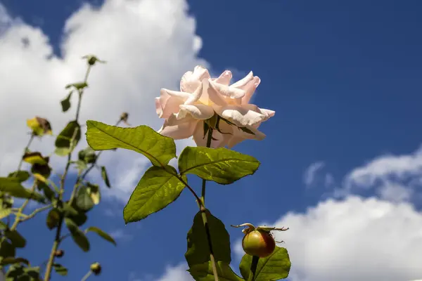 Tall white rose against blue sky background in Brazil
