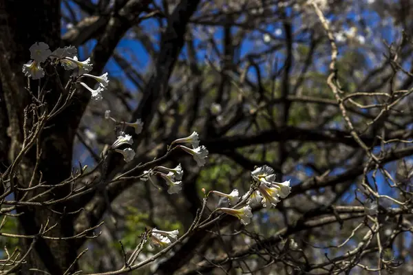 マリリアの自治体で選択的に焦点を当てた白い木の開花林 — ストック写真