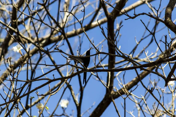 Silhouette Eines Kolibris Bestäubt Die Blüten Des Weißen Ipfels Tabebuia — Stockfoto