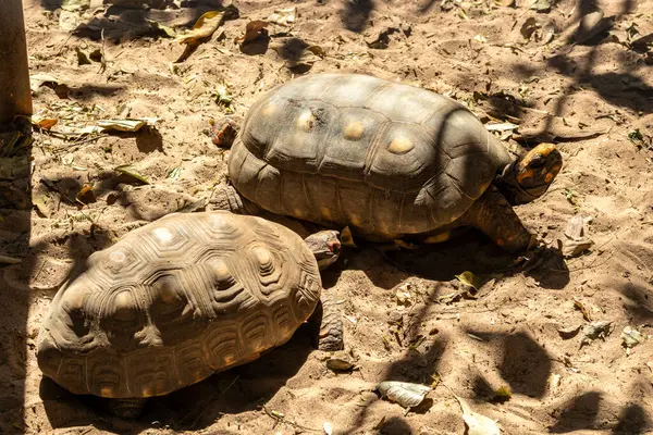 Jabuti Piranga Footed Tortoise Chelonoidis Carbonaria Walking Sand Brazil — Stock Photo, Image