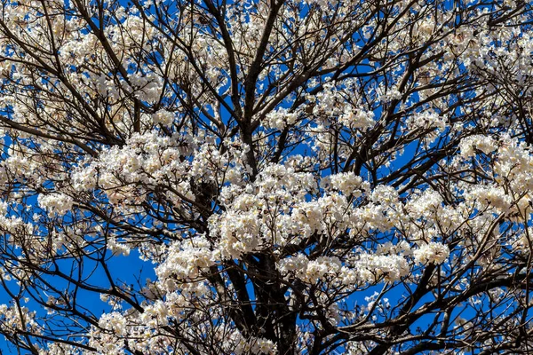 Floración Árboles Blancos Ipes Con Enfoque Selectivo Municipio Marilia —  Fotos de Stock
