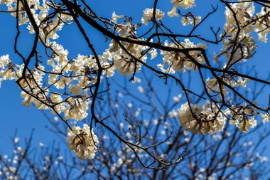 Marilia belediyesinde seçici odaklı Ipes beyaz ağaç çiçek koruluğu