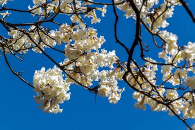 Marilia belediyesinde seçici odaklı Ipes beyaz ağaç çiçek koruluğu