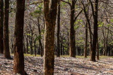 Brezilya 'daki beyaz Ipes (Tabebuia roseo-alba) korusunda ağaç gövdelerinin seçici odak noktası