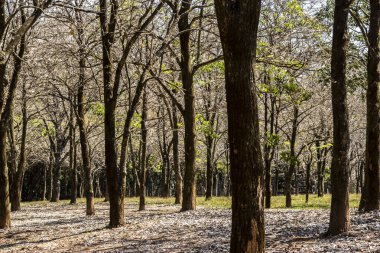 Brezilya 'daki beyaz Ipes (Tabebuia roseo-alba) korusunda ağaç gövdelerinin seçici odak noktası