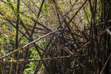 Brezilya 'da yağmur ormanlarındaki bambu ormanları