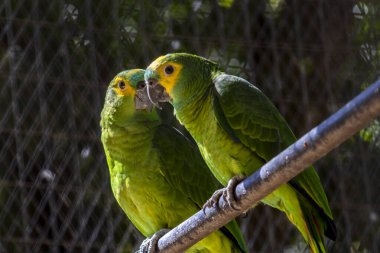 Brezilya 'da bir hayvanat bahçesinde bir kafeste yeşil papağan (Amazona aestiva)