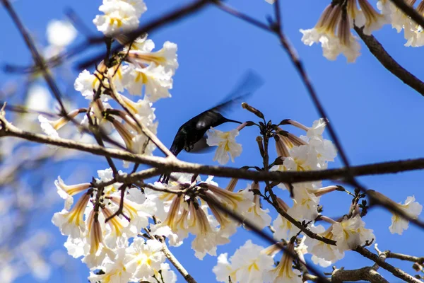 Silhouette of hummingbird pollinates the flowers of white ipe (Tabebuia roseo-alba) in a forest in Brazil.