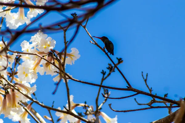Silhouette Hummingbird Pollinates Flowers White Ipe Tabebuia Roseo Alba Forest — Stock Photo, Image