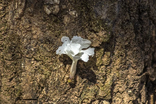 Brezilya 'da aynı bitki türüne ait bir ağacın gövdesinde izole edilmiş beyaz bir ipe (Tabebuia roseo-alba) ait bir çiçek..