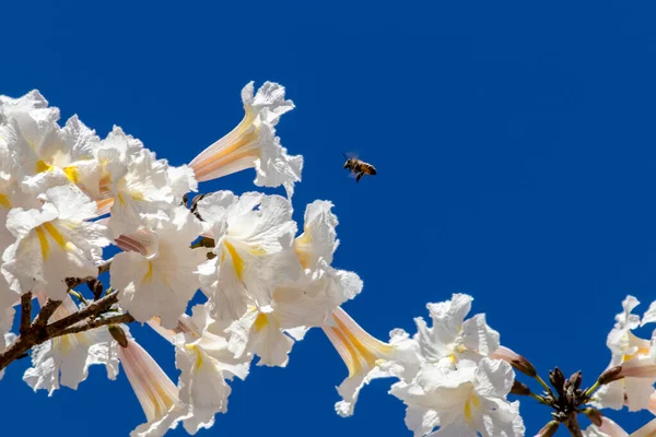 ミツバチはブラジルの森で白いイプ タブビア ローズオ アルバ の花を花粉化する タビビア ローズ アルバ — ストック写真