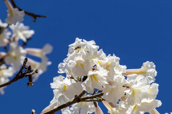ミツバチはブラジルの森で白いイプ タブビア ローズオ アルバ の花を花粉化する タビビア ローズ アルバ — ストック写真