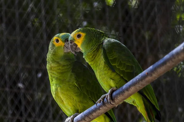 Pappagallo Verde Amazona Aestiva Una Gabbia Uno Zoo Brasile — Foto Stock