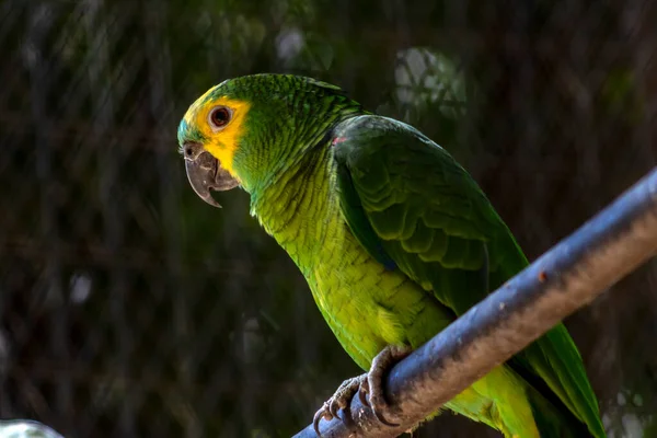 Papoušek Zelený Amazona Aestiva Kleci Zoologické Zahradě Brazílii — Stock fotografie