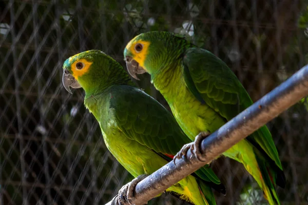 Perroquet Vert Amazona Aestiva Dans Une Cage Dans Zoo Brésil — Photo