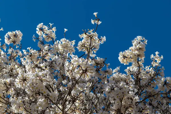マリリアの自治体で選択的に焦点を当てた白い木の開花林 — ストック写真