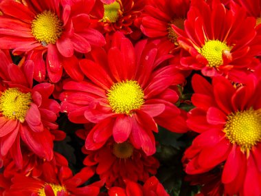 Gerbera Brezilya 'daki pazarda çiçek deseni