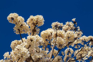 Marilia belediyesinde seçici odaklı Ipes beyaz ağaç çiçek koruluğu