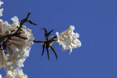 Marilia belediyesinde seçici odaklı Ipes beyaz ağaç çiçek koruluğu
