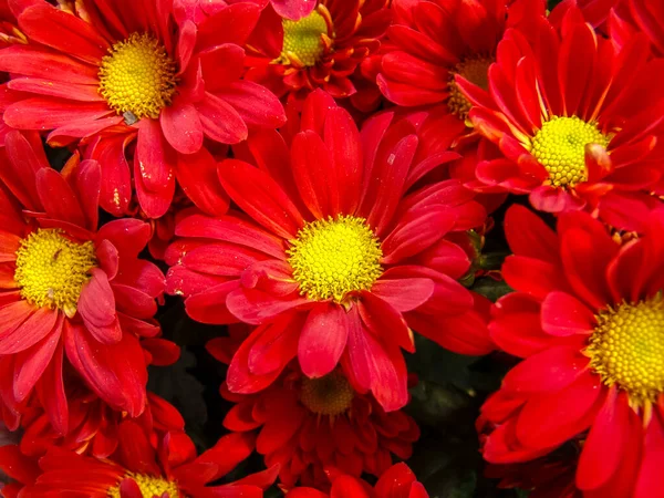 Gerbera Brezilya 'daki pazarda çiçek deseni