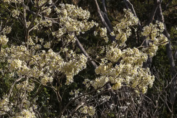 Ipes White Tree Flowering Grove Selective Focus Municipality Marilia — Stock Photo, Image