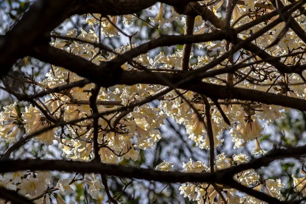 Ipes White Tree Flowing Grove Вибірковим Акцентом Муніципалітеті Марілія — стокове фото