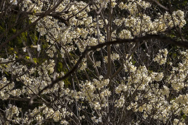 Marilia Belediyesinde Seçici Odaklı Ipes Beyaz Ağaç Çiçek Koruluğu — Stok fotoğraf