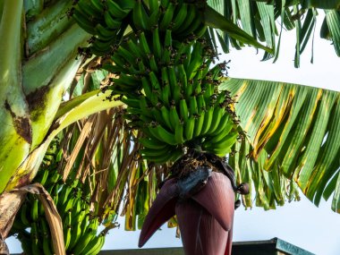 Brezilya 'da ekolojik bir tarlada muz demetlerinin görüntüsü