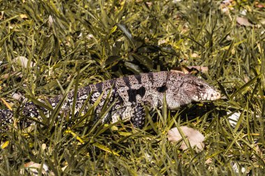 Tegu u Teiu yeşil çimlerde. Siyah ve Beyaz Tegu, Tupinambis merianae, doğadaki büyük sürüngen, yeşil çayırdaki yeşil egzotik hayvan, Brezilya.