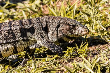 Tegu u Teiu yeşil çimlerde. Siyah ve Beyaz Tegu, Tupinambis merianae, doğadaki büyük sürüngen, yeşil çayırdaki yeşil egzotik hayvan, Brezilya.