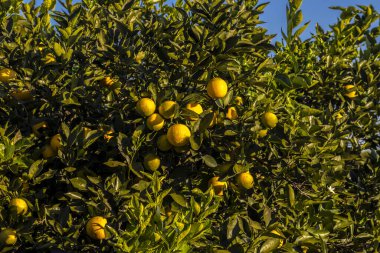 Brezilya 'da bir çiftliğin bahçesinde portakallar. Bu araziye çeşitli meyveler ekilir ve meyve suyu endüstrisine tedarik edilir..
