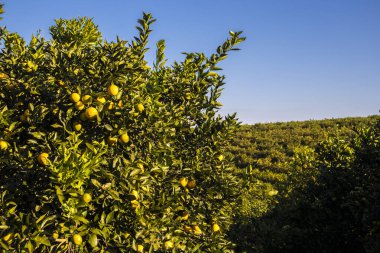 Brezilya 'da bir çiftliğin bahçesinde portakallar. Bu araziye çeşitli meyveler ekilir ve meyve suyu endüstrisine tedarik edilir..