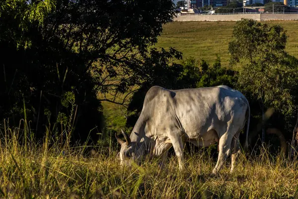 Nelore cow feeds on pasture on a farm next to a city in Brazil
