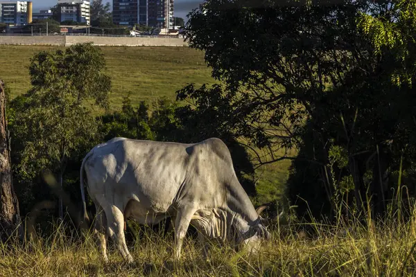Nelore cow feeds on pasture on a farm next to a city in Brazil