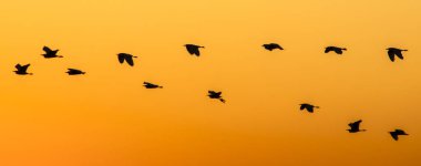 Brezilya 'da gün batımında uçan beyaz balıkçıl silueti