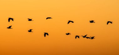 Brezilya 'da gün batımında uçan beyaz balıkçıl silueti