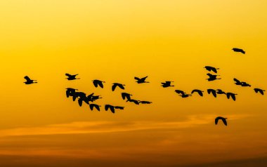 Brezilya 'da gün batımında uçan beyaz balıkçıl silueti