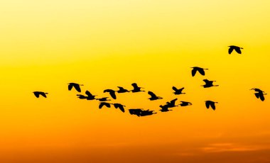 Brezilya 'da gün batımında uçan beyaz balıkçıl silueti